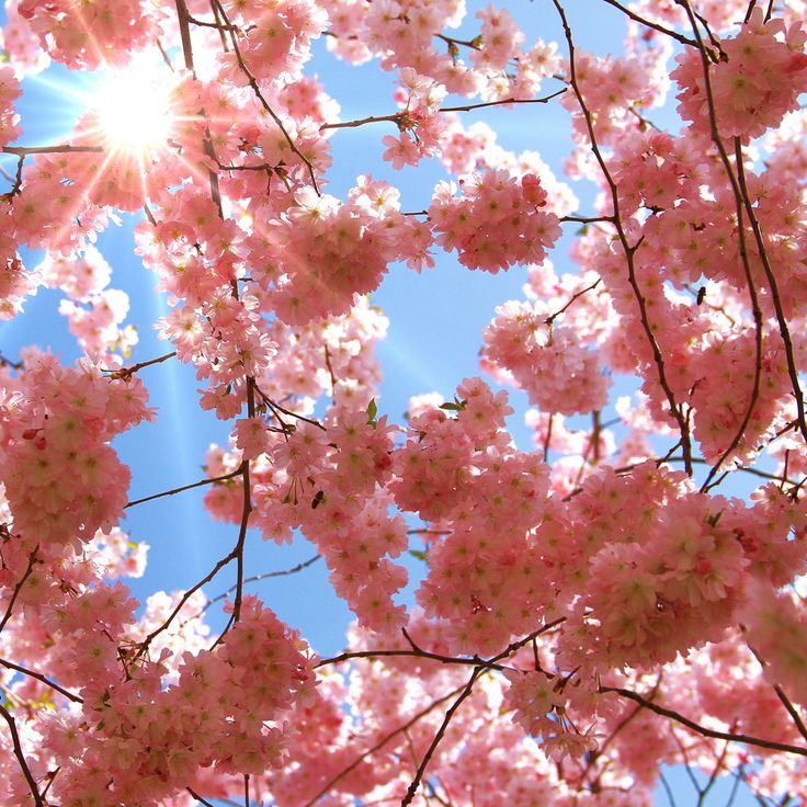 Japanese Cherry Blossom