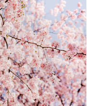 Load image into Gallery viewer, Japanese Cherry Blossom Candle
