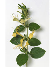 Load image into Gallery viewer, Japanese Honeysuckle
